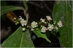 Lepisanthes senegalensis